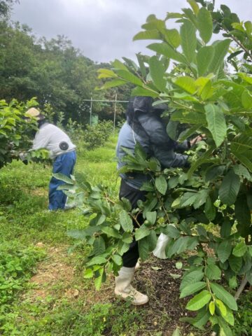 嘉数畑5月